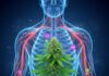 Cannabis y Dolor Crónico: Los extractos más efectivos según el tipo de dolor. cannabis y dolor crónico