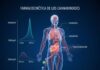 Farmacocinética de los Cannabinoides: ¿Cuánto tiempo tardan el CBD y el THC en actuar en el cuerpo? farmacocinética de los cannabinoides