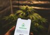 El Registro de Cannabis (REPROCANN): Guía paso a paso para la inscripción y el cultivo legal. registro de cannabis (REPROCANN)