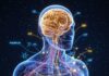 El Sistema Endocannabinoide (SEC): La red maestra que regula el equilibrio interno Ilustración científica del Sistema Endocannabinoide (SEC)