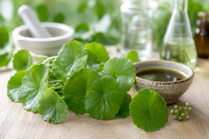 Centella asiática (Gotu Kola): propiedades y beneficios Hojas de centella asiática (gotu kola) sobre fondo natural, planta usada en fitoterapia